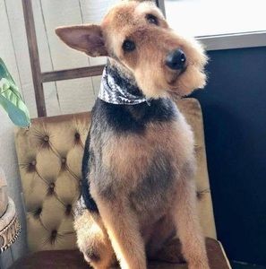 Meet your Posher, Shelley